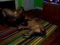 Mastiff Spinning