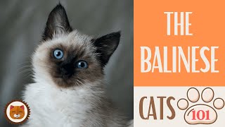 🐱 Cats 101 🐱 BALINESE CAT - Top Cat Facts about the BALINESE #KittensCorner