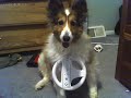 wii dog