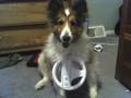 wii dog