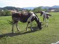 Perro de osos de carelia, Sioux de gautegiz Perro de osos de carelia, Sioux de gautegiz