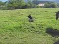 videos de Perro de osos de carelia, Sioux de gautegiz