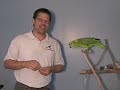 Moby, the yellow naped Amazon parrot