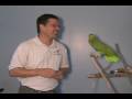 Moby - the  yellow naped Amazon parrot