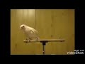 Lovebird Jaran Goyang