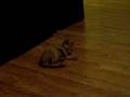 videos de Pogo Chases His Tail 2