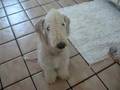 Bedlington