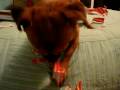 videos de Lola being bad part 1