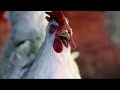 Super Bowl XLIV TV Commercials - Denny's Free Grand Slam