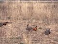 Boom time on the prairie Boom time on the prairie