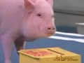Funny Pig