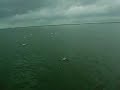 Fish Gone Wild