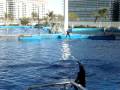 Valencia Dolphin show Valencia Dolphin show