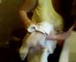 ferret bath time!!