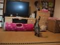 遊びに夢中~猫(=^・^=) RARA is absorbed in play