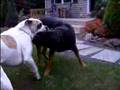 American Bulldog vs. Rottweiler Pt.1