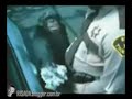 Novo macaco para seu carro ( 3 ) Novo macaco para seu carro ( 3 )