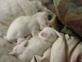 Baby Bunny Bath Time