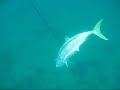 Spearfishing 54 pound kingfish Spearfishing 54 pound kingfish