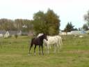 CAMPO... La liberté retrouvée.wmv CAMPO... La liberté retrouvée.wmv