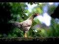 Chicken Monkey Duck
