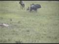 videos de Wildebeasts chasing youngster away at Nkorho