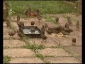 starling-horde-july-06.html