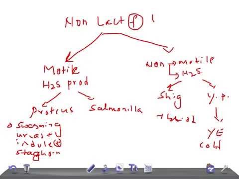 how to perform lactose fermentation test