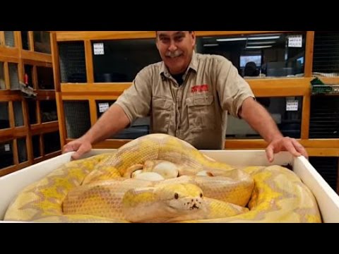 YouTube reptile video