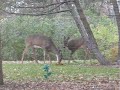 Deer eating a pumpkin