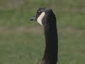 Making Peace with Geese: Civil Ways to Deal with Wild Neighb