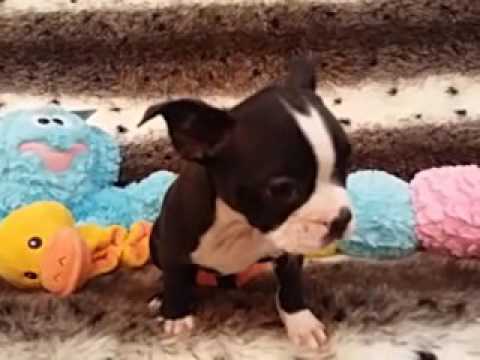 Such a Sweetie Boston Terrier Female!