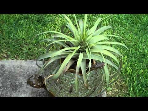 how to fertilize air plants
