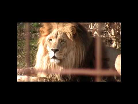 tigon face