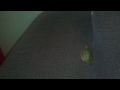Click here to watch this video Tortuga Ninja-Topo