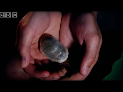Desert - Wildlife expert Steve Leonard travels to the desert to try out some of the ground breaking technologies employed by conservationists in their effort to monit...