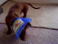 Diesel VS the E-collar