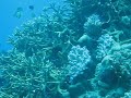 Coral Reef on the Great Barrier Reef