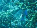 Coral Reef on the Great Barrier Reef