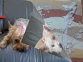 WESTIE NANA Pic2 WESTIE NANA Pic2
