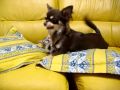 チワワと子猫のお友達バトル