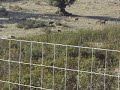 Fauna - Veados em M�rtola