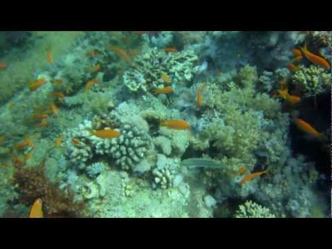 See video