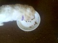 Dry Dog Food