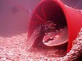 zoidberg zoidberg