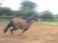 Twmbarlwm Napoleon Feb 2007 Section C gelding