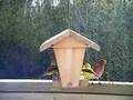 Boreal Birds - Nature Sounds Relaxation - Goldfinches