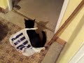 MY CATS A TWAT take 2