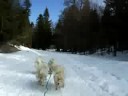 samoyeds sledding in france