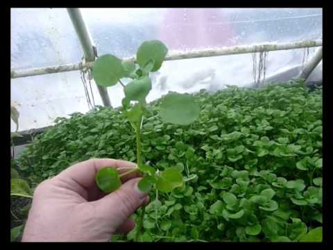 how to harvest cress
